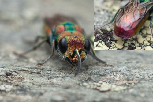 Réf. 214 140 : Chrysura hybrida